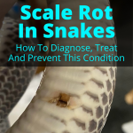 Scale Rot In Snakes