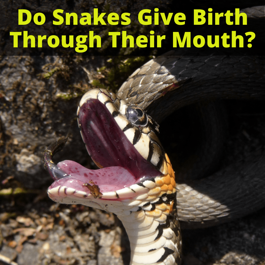 Do Snakes Give Birth Through Their Mouth