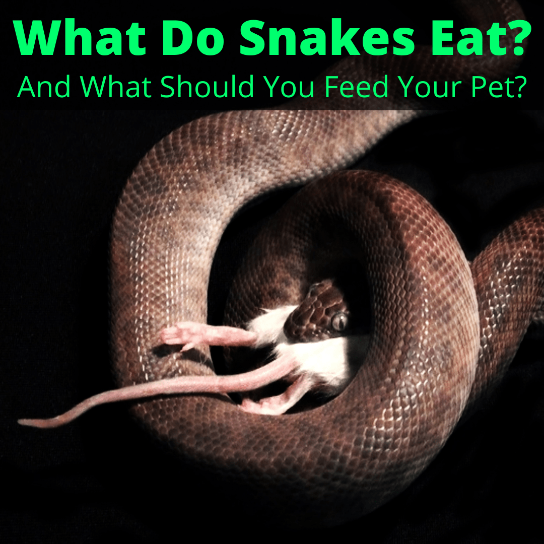 What Do Snakes Eat (And What Should You Feed Your Pet)?