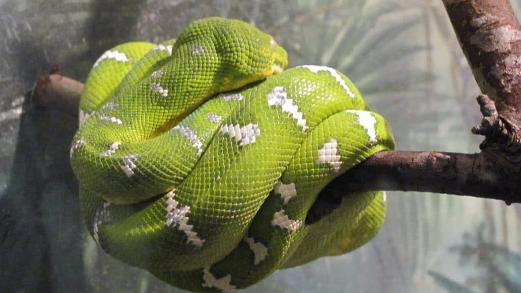 Amazon Tree Boa (Care Guide & Why It's Not Great For Beginners) - My