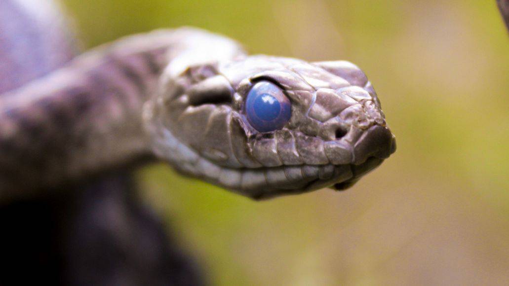 shedding snake opaque eye