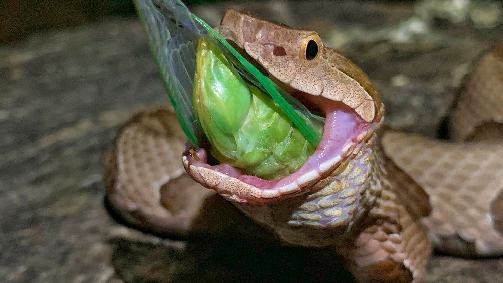 snake choking on food