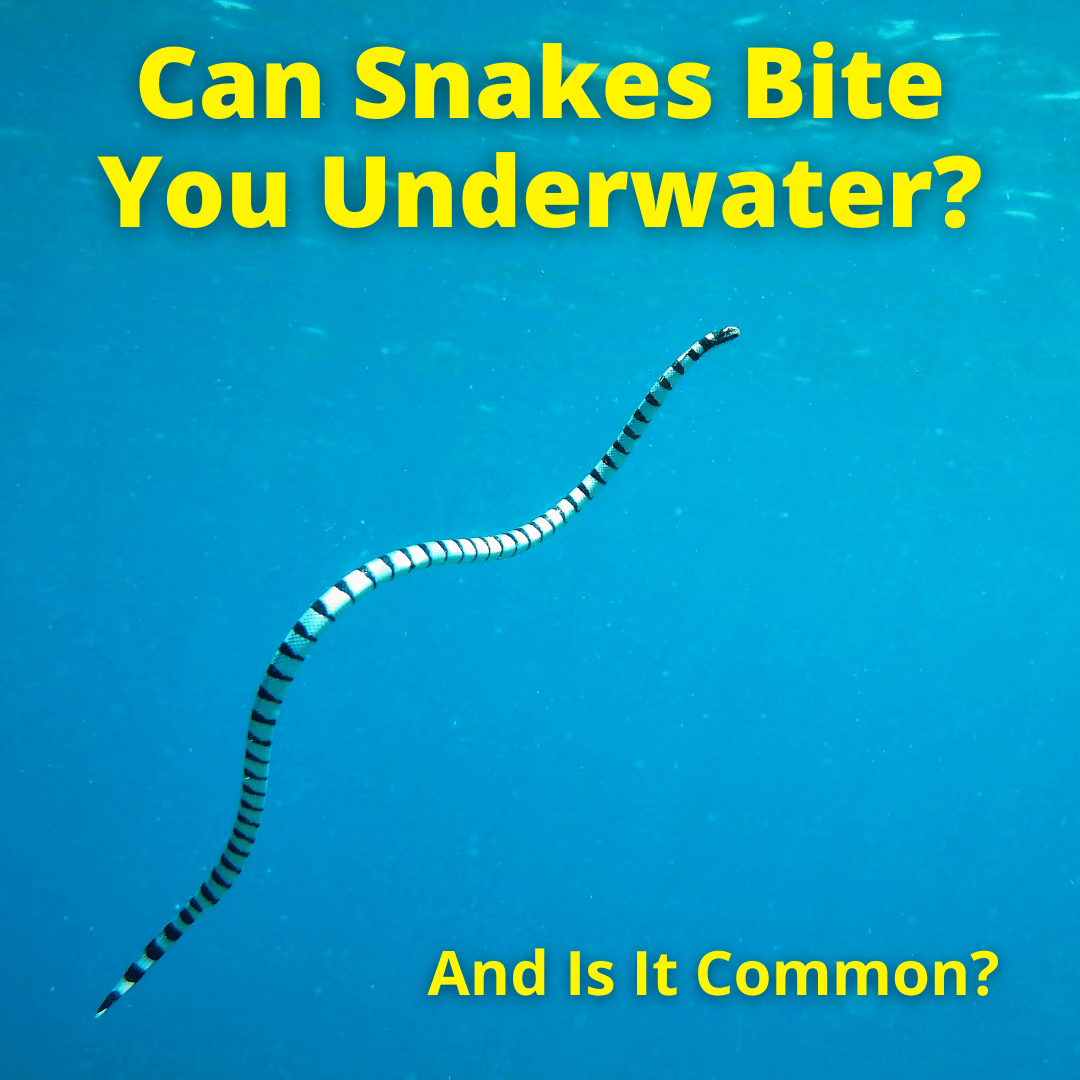 Can Snakes Bite You Underwater