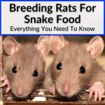Breeding Rats For Snake Food