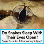 Do Snakes Sleep With Their Eyes Open