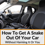 How To Get A Snake Out Of Your Car