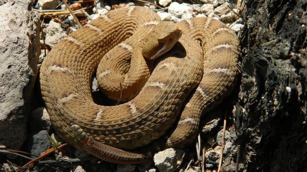 New Mexico Ridge Nosed Rattlesnake