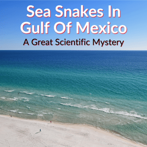 Sea Snakes In Gulf Of Mexico