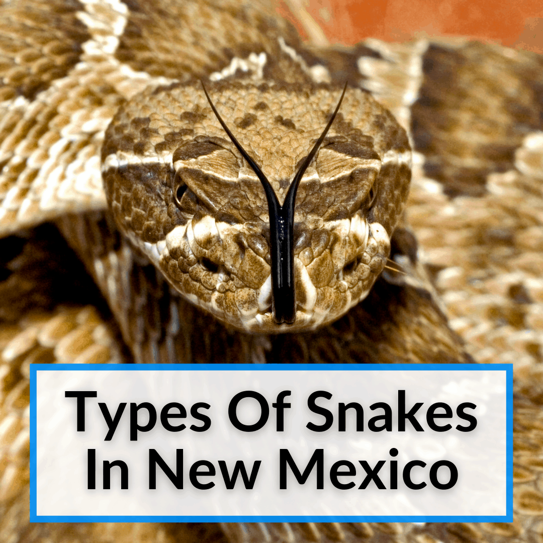 Types Of Snakes In New Mexico