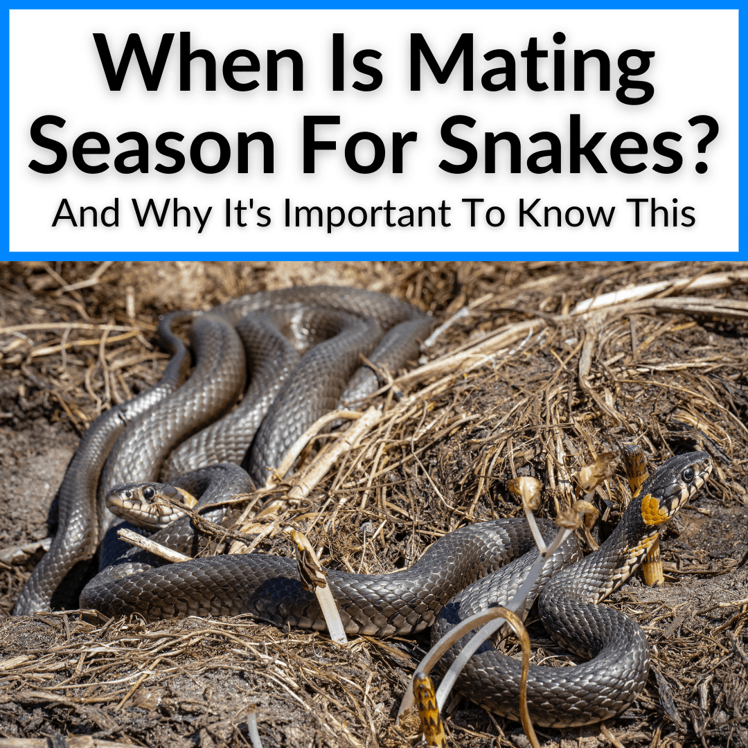 When Is Mating Season For Snakes