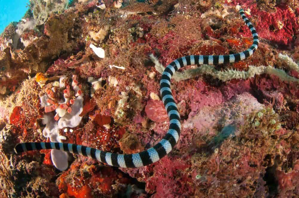 sea snake swimming underwater