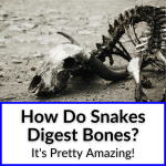 How Do Snakes Digest Bones