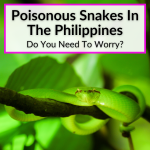 Poisonous Snakes In The Philippines