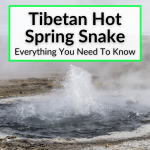 Tibetan Hot Spring Snake