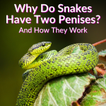 Why Do Snakes Have Two Penises