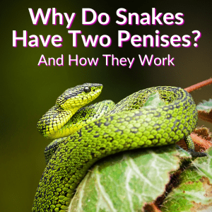 Why Do Snakes Have Two Penises? (+How They Work)