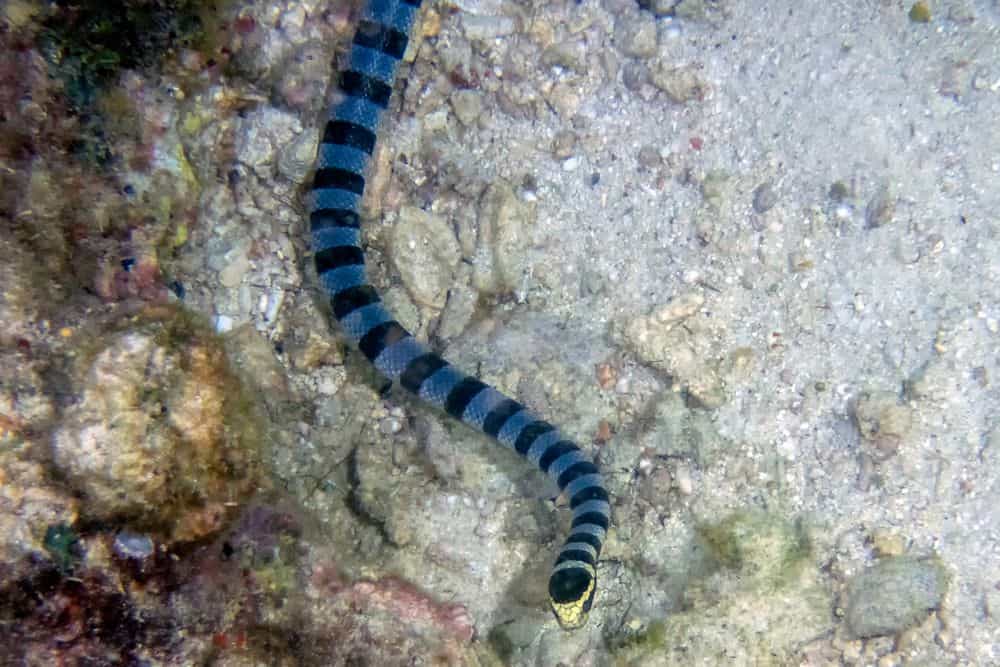 snake swimming below the surface of the water
