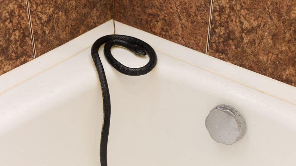 bathing snake in tub