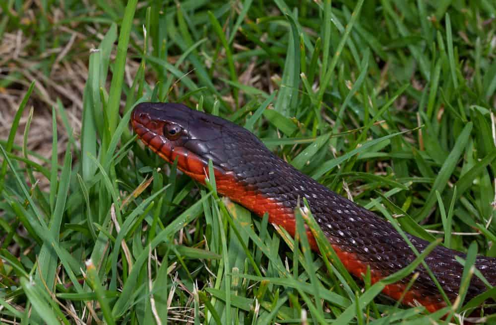 red bellied water snake in grass