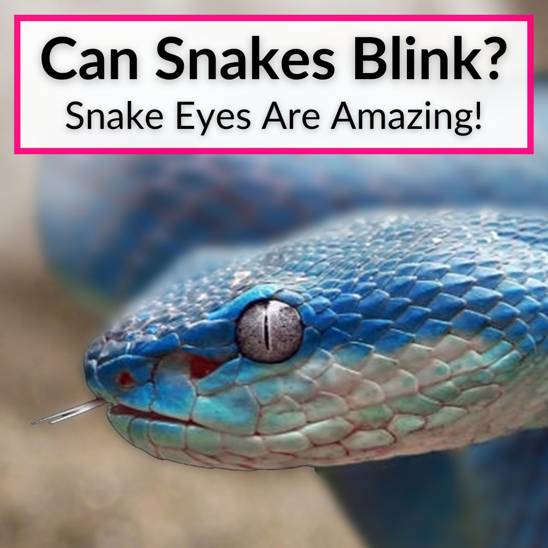 Can Snakes Blink