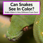 Can Snakes See In Color
