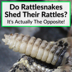 Do Rattlesnakes Shed Their Rattles