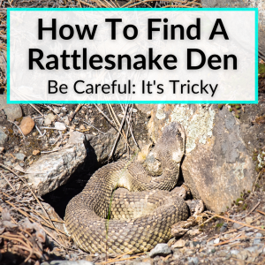 How To Find A Rattlesnake Den