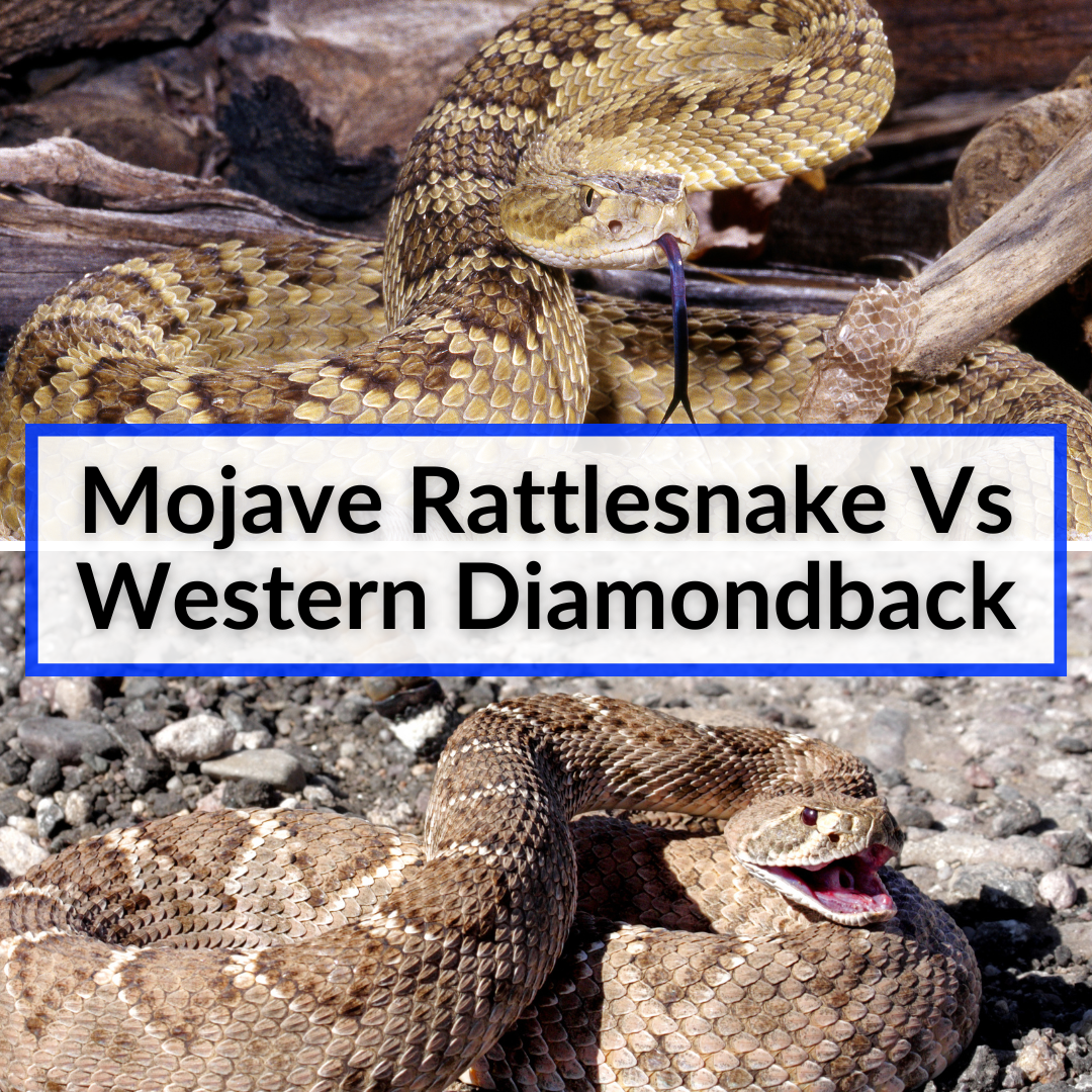Mojave Rattlesnake Vs Western Diamondback