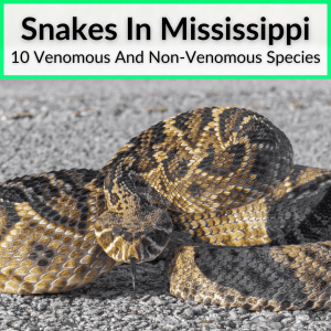 Snakes In Mississippi