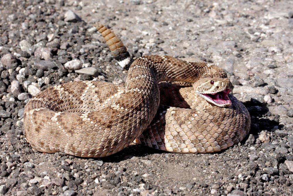 do rattlesnakes live in holes