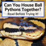Can You House Ball Pythons Together