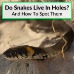 Do Snakes Live In Holes