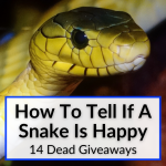 How To Tell If A Snake Is Happy