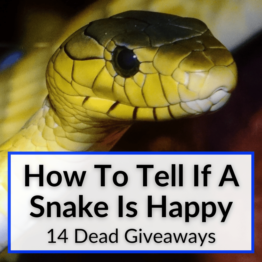 How To Tell If A Snake Is Happy (14 Dead Giveaways)