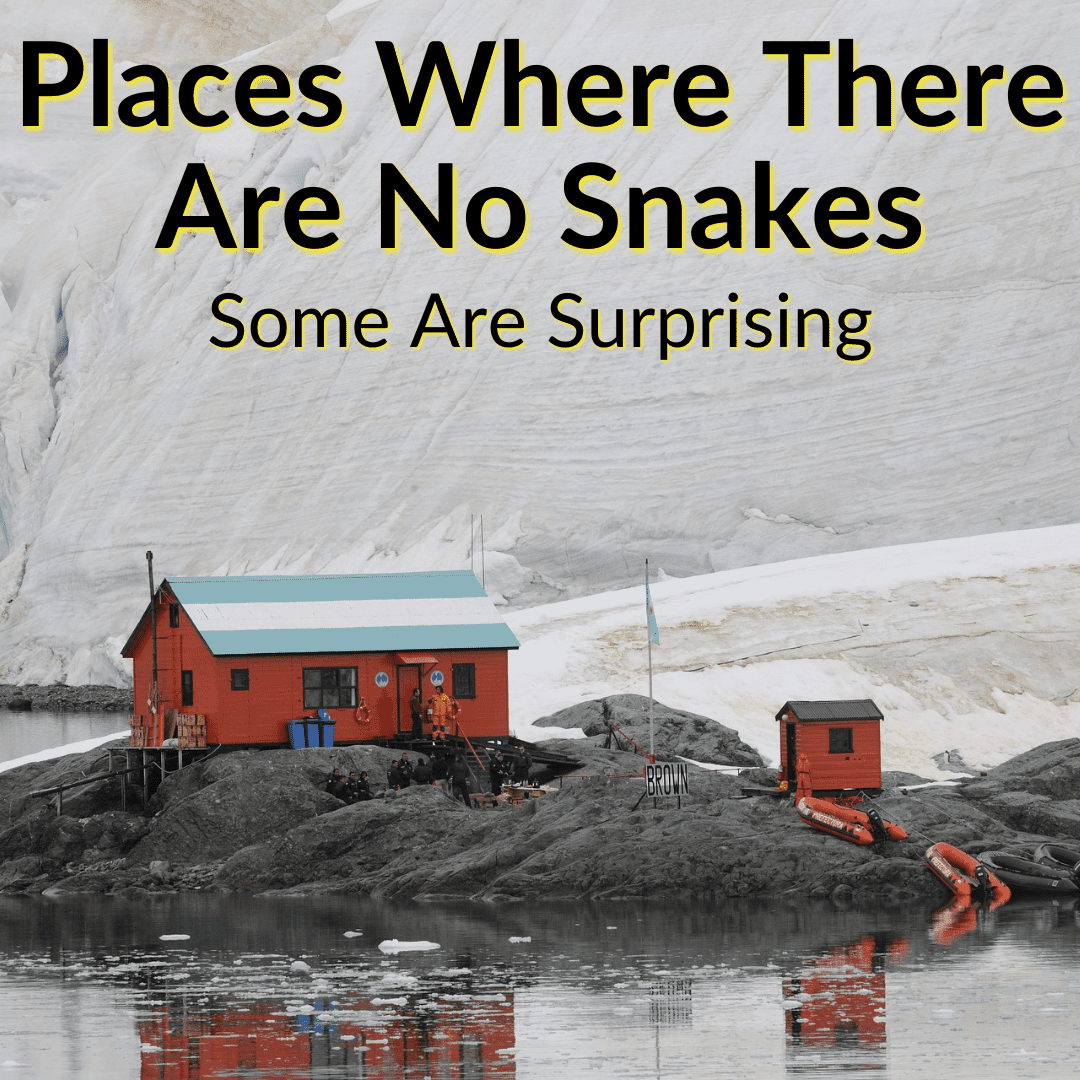 Places Where There Are No Snakes