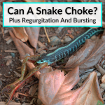 Can A Snake Choke