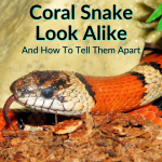 Coral Snake Look Alike