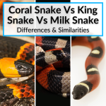Coral Snake Vs King Snake Vs Milk Snake