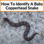 How To Identify A Baby Copperhead Snake