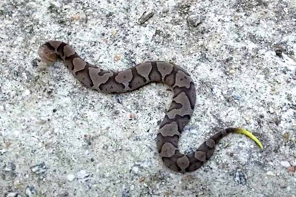 baby copperhead snake on road