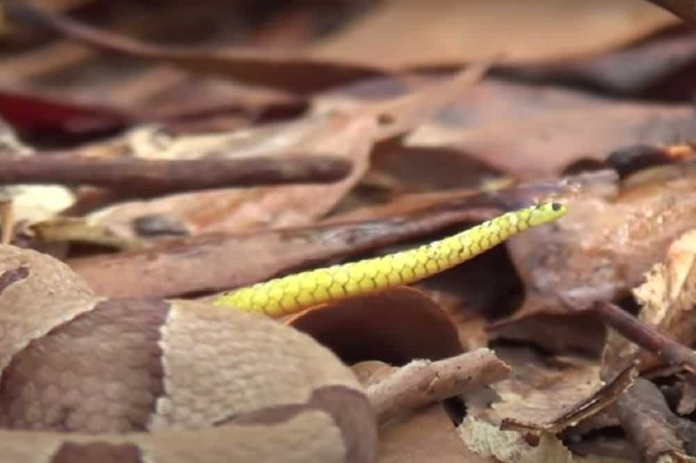caudal lure of a baby copperhead snake