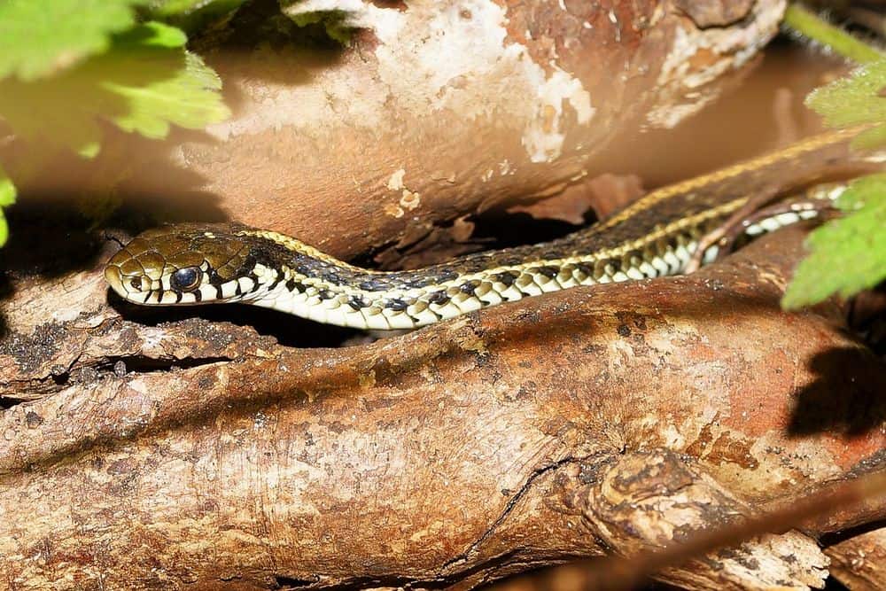 common garter snake burrowing