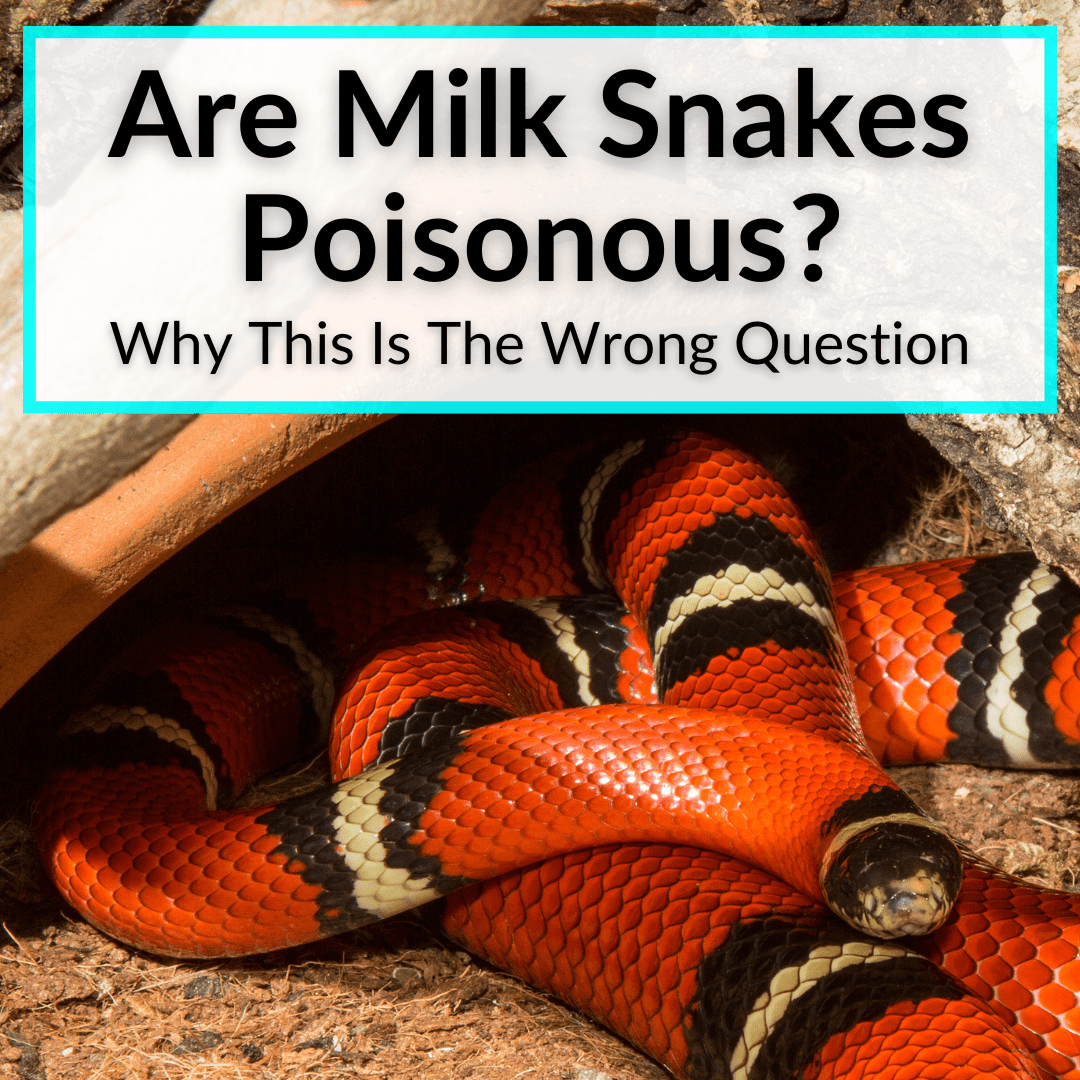 Are Milk Snakes Poisonous