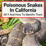 Poisonous Snakes In California