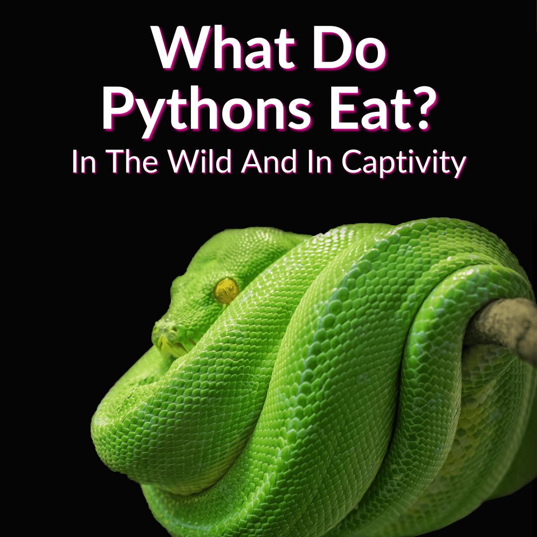 What Do Pythons Eat