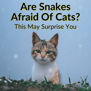 Are Snakes Afraid Of Cats