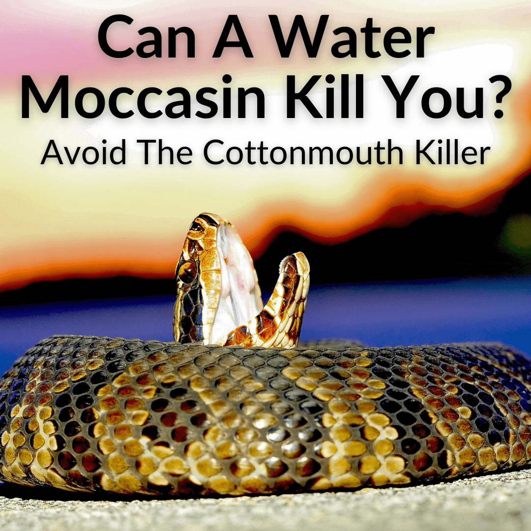 Can A Water Moccasin Kill You