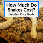 How Much Do Snakes Cost