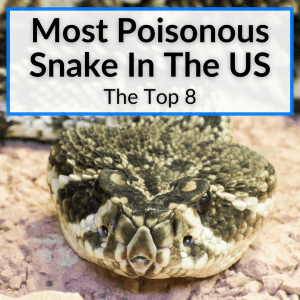 most poisonous snake in the us