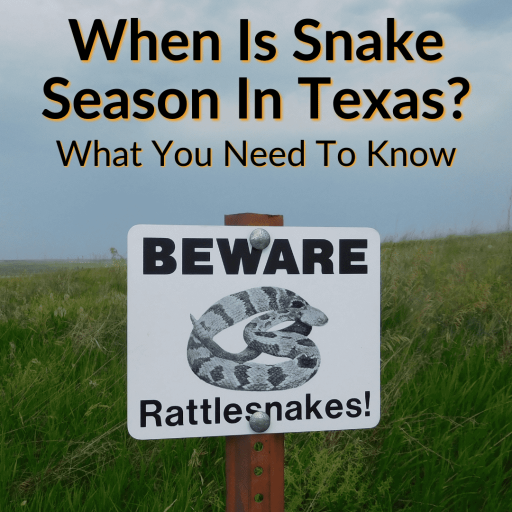 When Is Snake Season In Texas? (What You Need To Know)